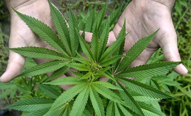 En la actualidad, el consumo de marihuana recreativa es legal en cuatro estados de EE.UU. y el Distrito de Columbi... EFE