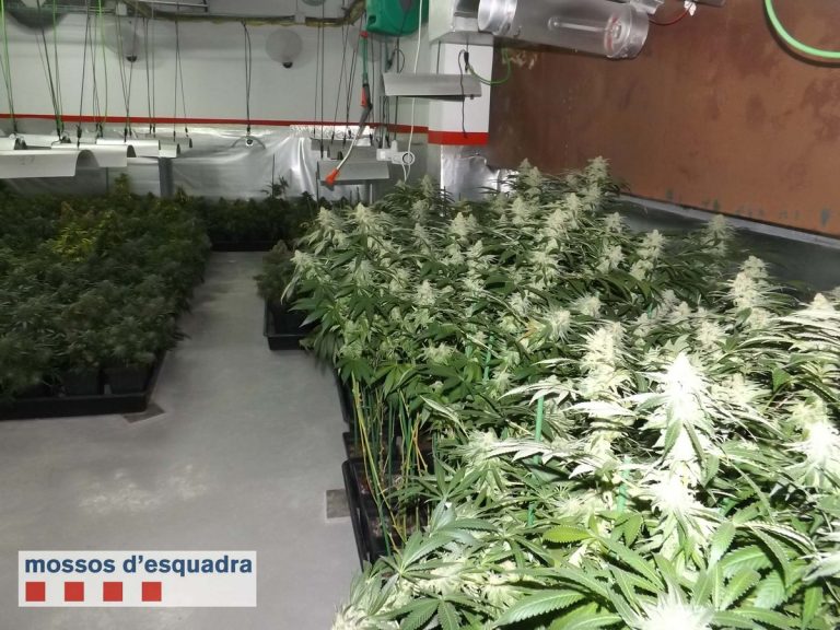 Localizan 365 plantas de marihuana en una vivienda de Ullastret (Barcelona)
