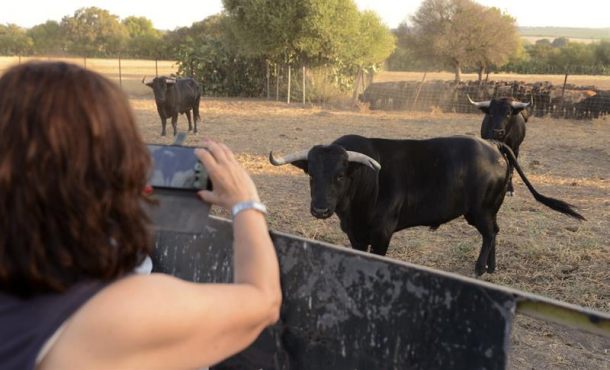 Una turista fotografía a un grupo de toros bravos en la ganadería de Albaserrada, en Gerena (Sevilla). EFE