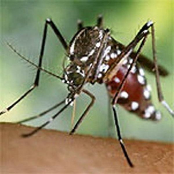 el-mosquito-tigre-avanza-hacia-el-interior-de-espana-tras-invadir-el-litoral-mediterraneo-imagen-efe