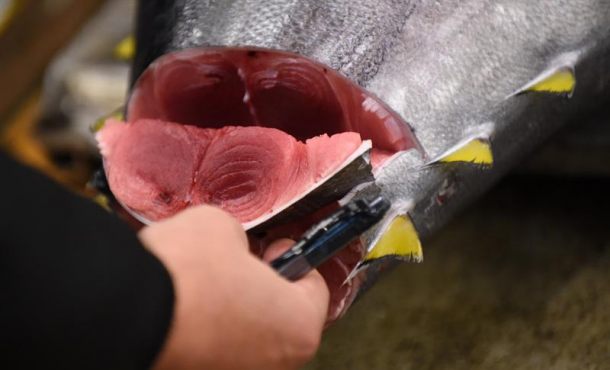 Un mayorista inspecciona un atún fresco. Archivo Efe.