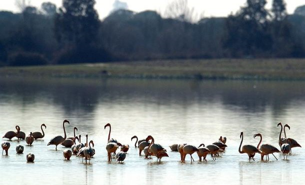 Parque Nacional de Doñana (Huelva). Archivo Efe.