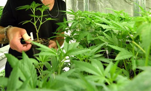 En la imagen, la plantas de marihuana (para los porros, la mezcla tabaco y canabis o marihuana). Archivo Efe.