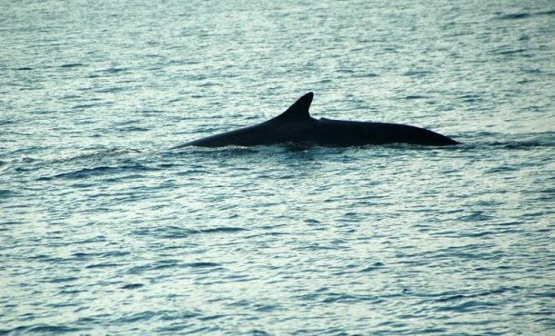 PALMA, 04.06. 2012. CORRECCIÓN ESPAÑA CETÁCEOS INVESTIGACIÓN, AÑADE RESTRICCIONES DE USO NAC19. Fotografía facilitada por la Universidad de Tübingen de una ballena. efe