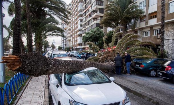 MÁLAGA (ESPAÑA), 28.1.2018. Palmera caída sobre tres vehículos en el Paseo Marítimo Ciudad de Melilla de la ciudad de Málaga.Efe