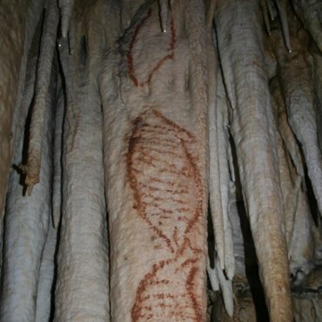 MADRID (ESPAÑA), 24.02.2018. Una de las seis pinturas rupestres que representan a focas y que la Fundación Cueva de Nerja datará con la técnica del uranio-torio. Efes