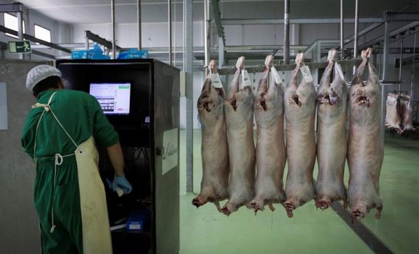 EXTREMADURA (ESPAÑA), AÑO 2018. Casi 30.000 cabezas de ovino y caprino fueron sacrificadas el año pasado en el único gran matadero que existe en Extremadura. Efe