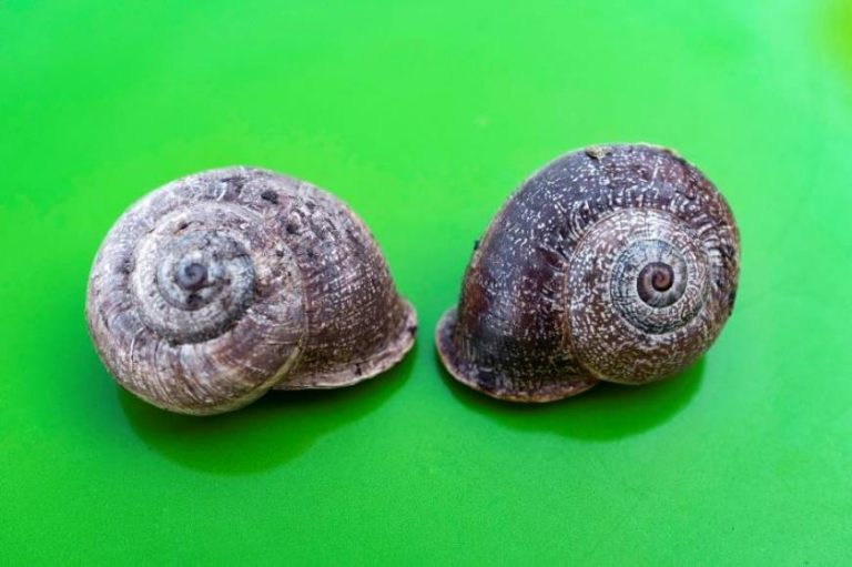 Hallan en España un caracol zurdo único en el mundo