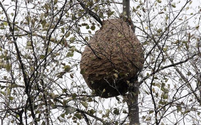 Fallece un tercer español por la picadura de una avispa