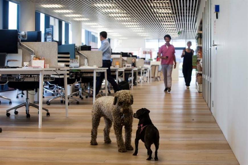HOSPITALET DE LLOBREGAT, (BARCELONA) ESPAÑA, ANIMALES COMPAÑÍA. 22.06.2018. Empleados de la empresa Affinity participaron hoy en el día de llevar tu perro al trabajo. Efe