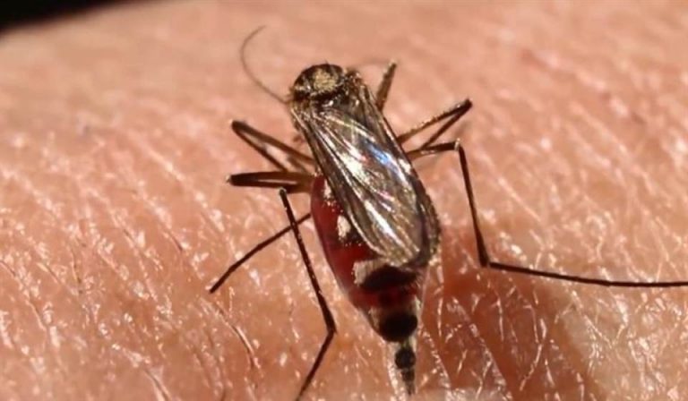 Primeros casos confirmados de «dengue» transmitido en España, todos de la misma familia