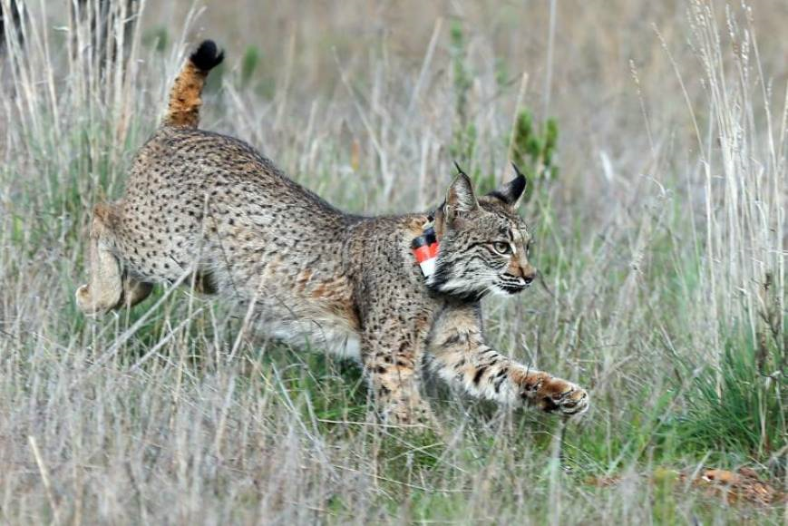 FOTOGRAFÍA. ESPAÑA,año 2018. Una ejemplar de lince ibérico', criada en cautiverio, en el momento de ser liberada en el Parque natural del Valle del Guadiana en 2018. Efe.