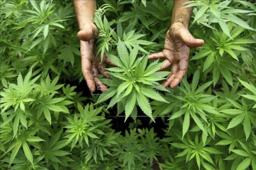 FOTOGRAFÍA. MUNDO, 22.03.2019. Vista de varias plantas de marihuana. Hoy, viernes 22 de marzo de 2019. La Comisión de Narcóticos de la ONU. Efe