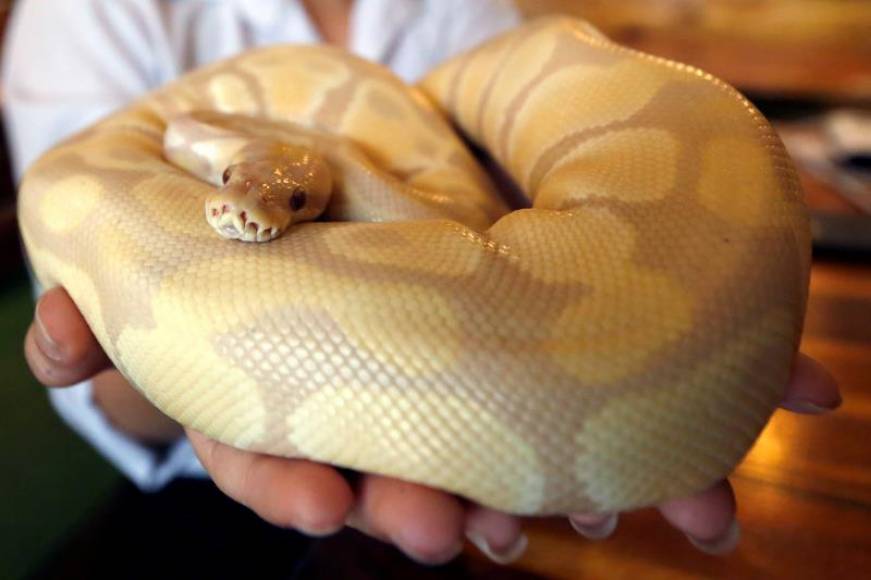 FOTOGRAFÍA. ESPAÑA, JUNIO DE 2019. Vista de una persona exhibiendo a una serpiente. Hoy, 12.07.2019, una serpiente de dos metros y medio de longitud. Efe