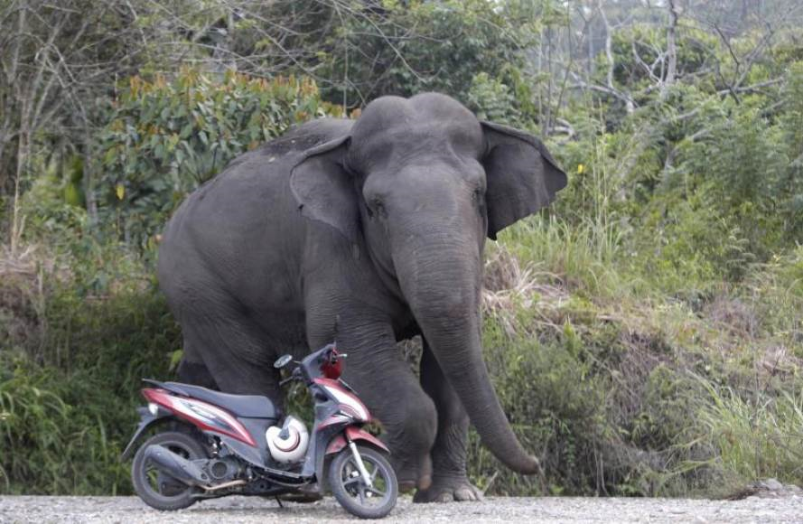FOTOGRAFÍA. ACEH (INDONESIA), 22.07.2019. Un elefante salvaje entra en el área habitada por humanos de Negeri Antara, este lunes, en Indonesia. Efe