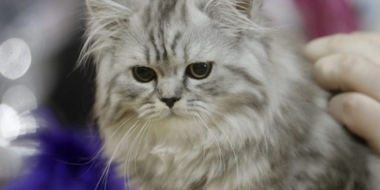 Condenada a prisión y 2 años de inhabilitación por ahorcar a un gato en Tomiño (España)