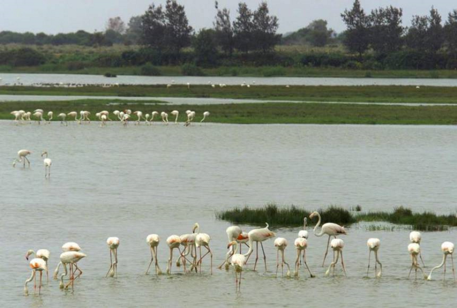 FOTOGRAFÍA. HUELVA (ESPAÑA), 23.07.2019. Vista de las aves protegidas en el Parque Nacional Doñana (España). Precisamente el día que le ha caído a España. Efe
