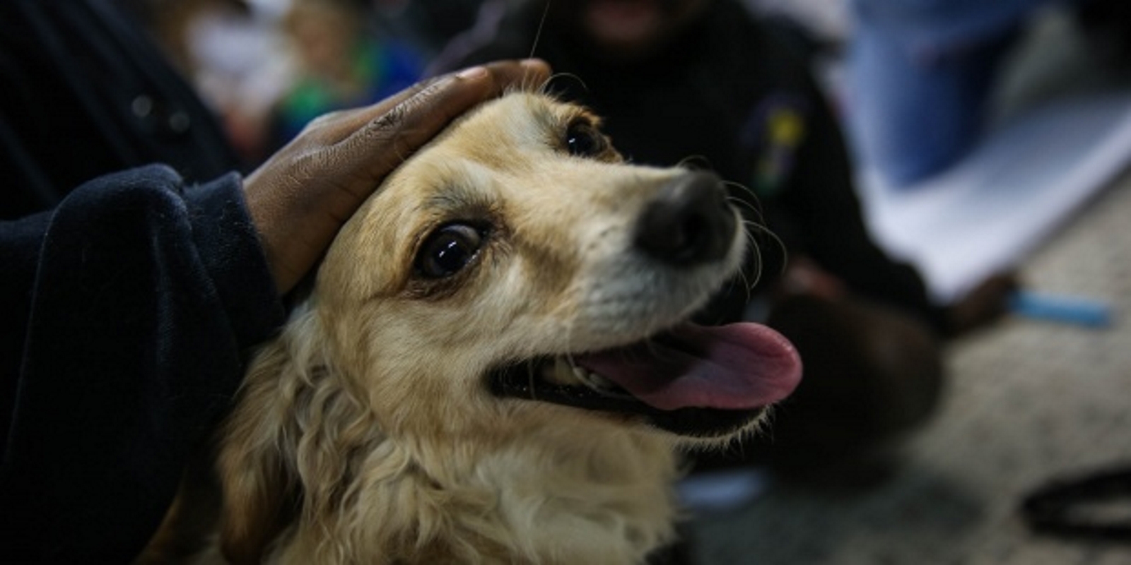 FOTOGRAFÍA. MADRID (ESPAÑA), 12.05.2019. La Universidad Complutense utiliza perros para reducir el estrés de sus alumnos. Perros procedentes de refugios participan en «Compludog». Efe