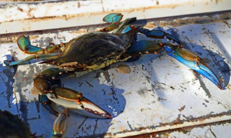 Cangrejo azul con un potencial reproductor de hasta dos millones de crías por hembra