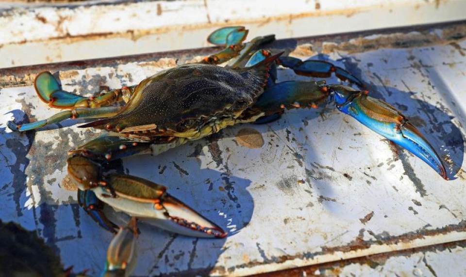 FOTOGRAFÍA. MADRID (ESPAÑA), 27.07.2019. Ejemplar de cangrejo azul, especie exótica invasora. De origen americano, voraz, oportunista. Efe
