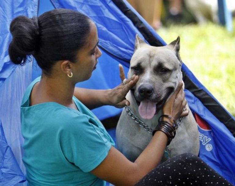 Crecen los bancos de esperma de perros en España para una reproducción asistida
