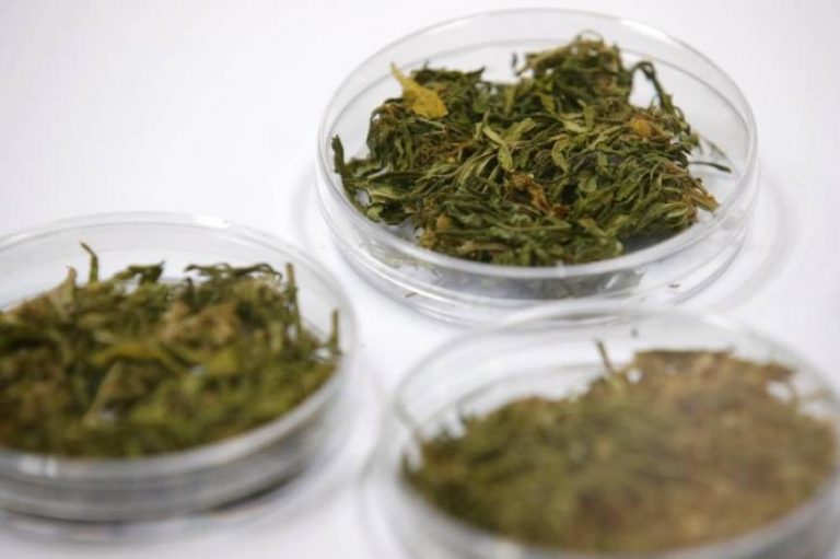 Tailandia inicia el suministro de marihuana medicinal a pacientes con cáncer