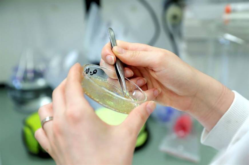 FOTOGRAFÍA. BARCELONA (ESPAÑA), 13.08.2019. Una vacuna contra la malaria, la RTS,S, podría favorecer la adquisición de inmunidad natural contra el parásito que causa esta enfermedad tropical. Efe.