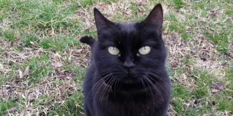 Muere por COVID 19 el gato catalán: «Negrito», vivía con una familia con diversos infectados por COVID-19