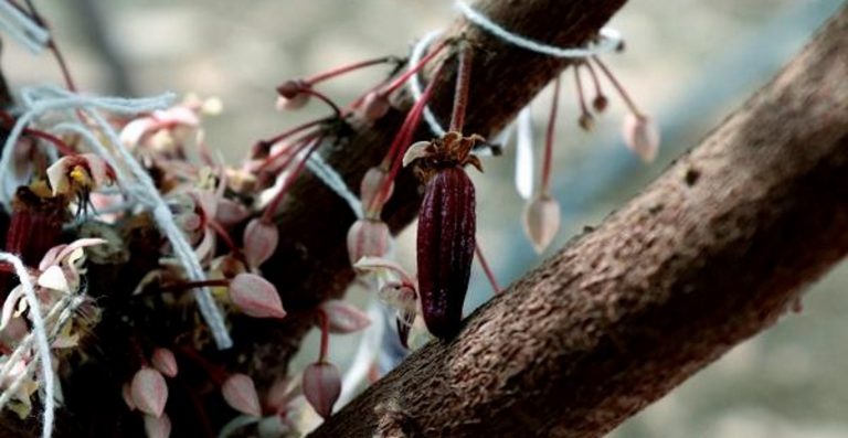 Producir Cacao en España en 3 años, todo un «reto» para científicos españoles