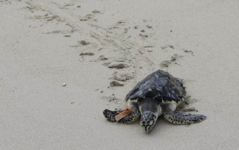 Extraen ADN de productos de carey para combatir la caza furtiva de tortugas