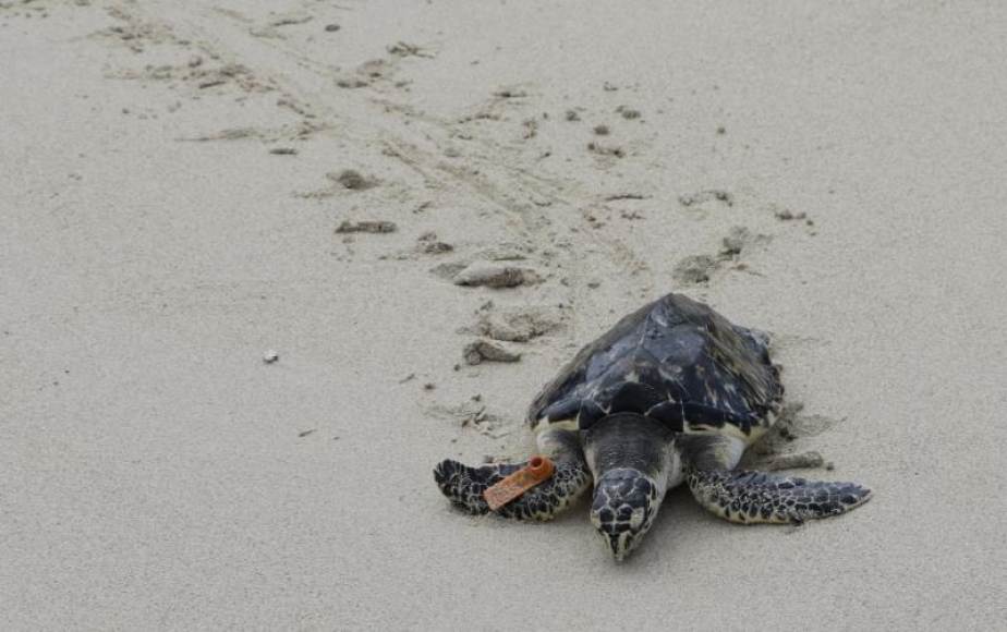 FOTOGRAFÍA. SIDNEY (AUSTRALIA), AGOSTO DE 2019. Una tortuga carey. Científicos han extraído el «Ácido Desoxirribonucleico» (ADN) de tortugas de carey. Efe