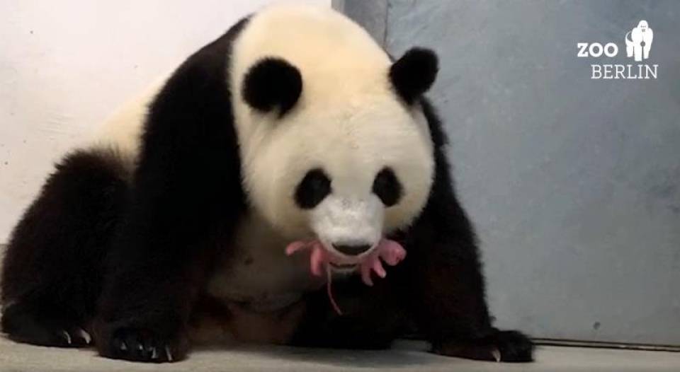 FOTOGRAFÍA. BERLÍN 8ALEMANIA), 02.09.2019. El zoo de Berlín anunció hoy que la osa panda Meng Meng, embarazo, dio a luz, a dos oseznos, Efe