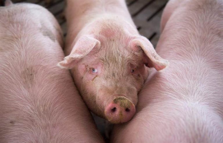 Primeros casos de peste porcina en Filipinas