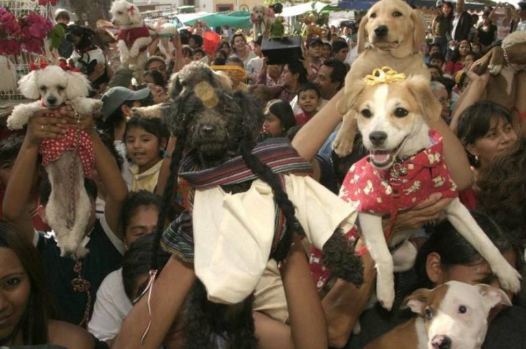 Los católicos de Oaxaca (México) acudan a la Iglesia a bendecir a sus mascotas