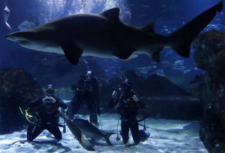 Las españolas Maica García y Anni Espar felicitan la Navidad entre tiburones