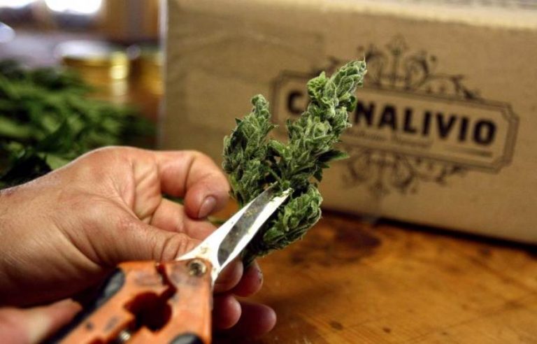 Brasil aprueba la venta de medicamentos a base de marihuana