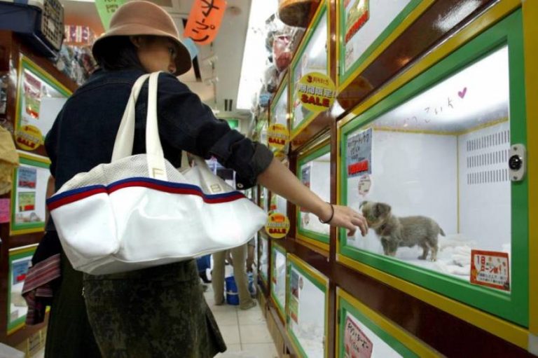 No se regalen mascotas por Navidad, «no es un juguete con fecha de caducidad»