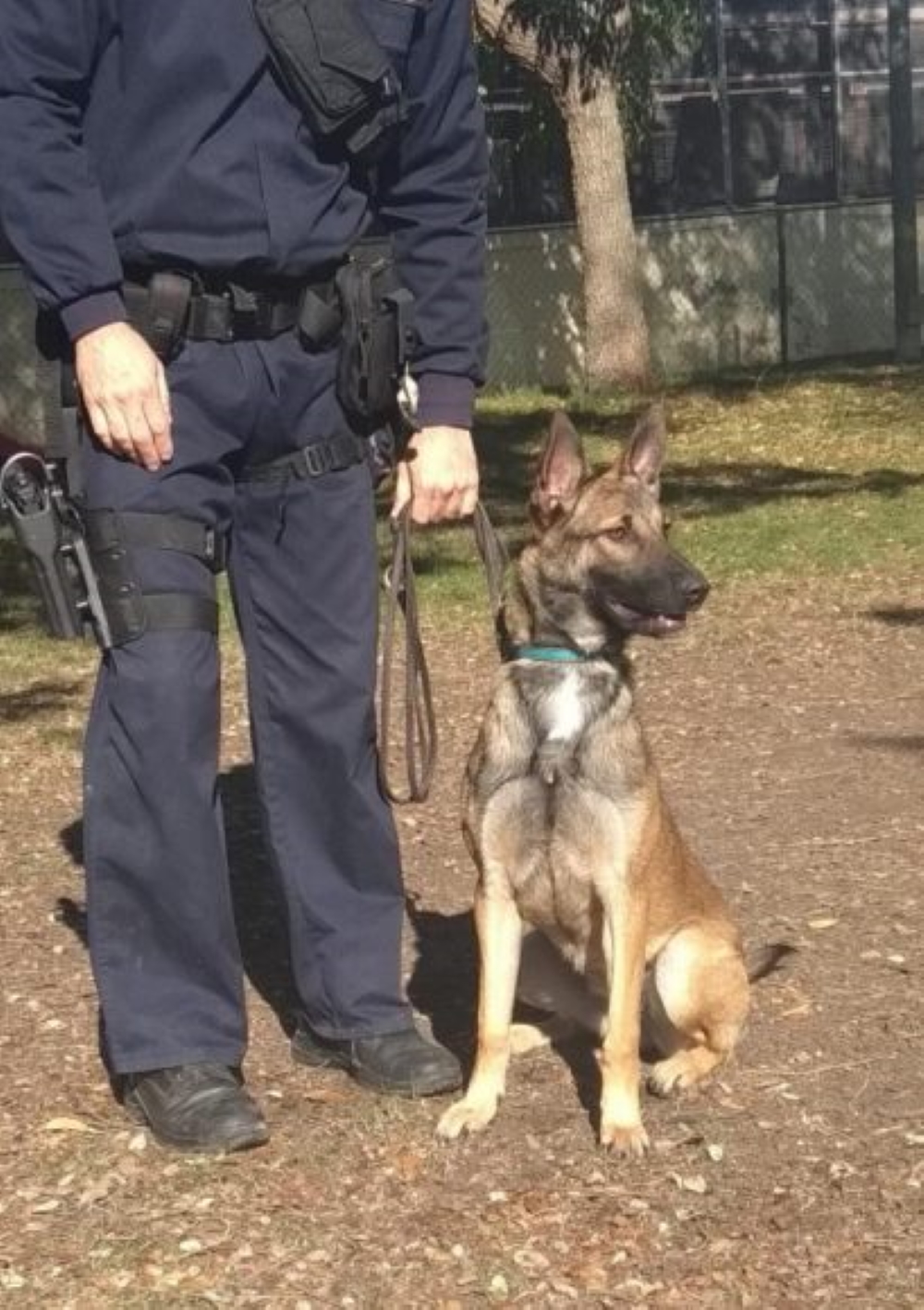 FOTOGRAFÍA. ZARAGOZA (ESPAÑA), 10.01.2020. Fotografía facilitada por la Policía Nacional de Katrina, una cachorro hembra mestiza de Pastor Malinois. efe