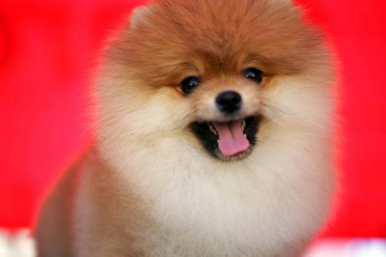 Un perro con coronavirus, primera transmisión del COVID-19 de humanos a animales