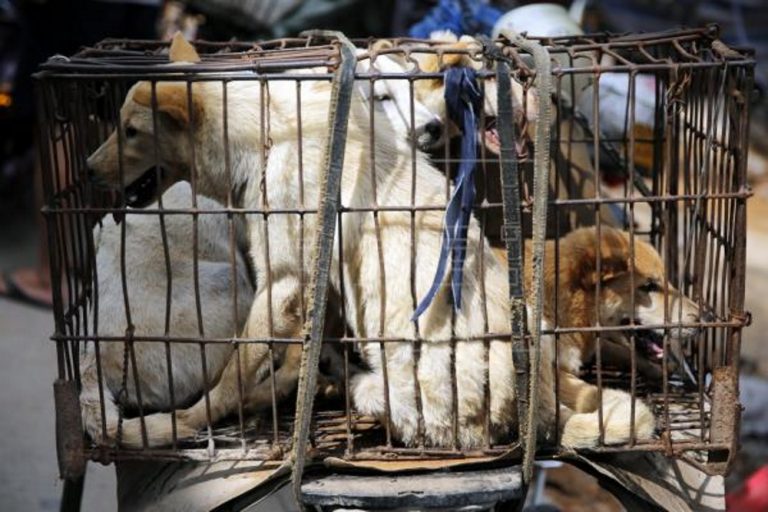 Varios miles de perros sacrificados para la comida popular del festival de Yulin (China)