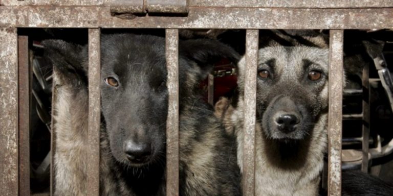 Multa en Filipinas por saltar cuarentena como Pablo Iglesias: Encerrado en jaulas de perros