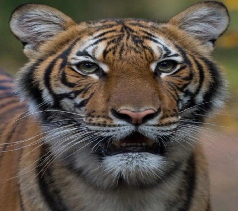 FOTOGRAFÍA. NUEVA YORK, 06.04.2020. Un tigre del zoológico del Bronx, en Nueva York, dio positivo de coronavirus, en lo que podría ser la primera infección de Covid-19. Efe