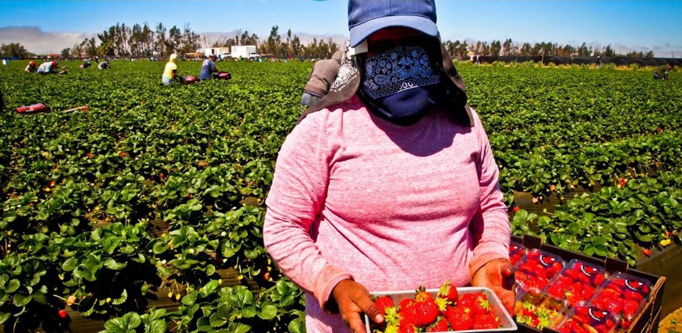FOTOGRAFÍA. HUELVA (ESPAÑA), JUNIO DE 2020. Vista de una temporera marroquí (trabajadora agrícola) en un campo de Huelva (España). Ñ Pueblo