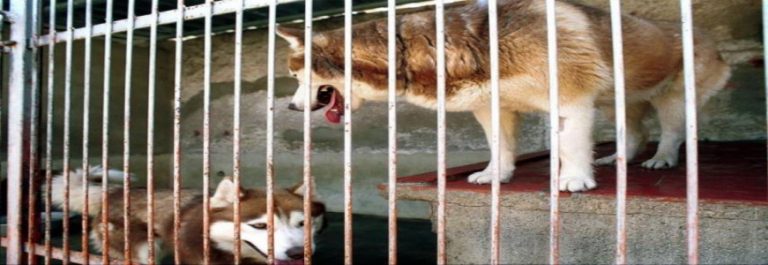 El 50 % de los perros muere por golpes de calor. Riesgo aún mayor para las razas de pelo largo