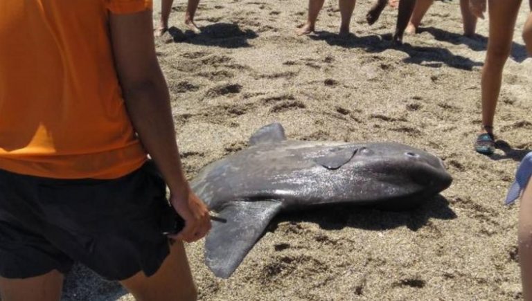 Anuncian acciones legales tras la muerte de un pez luna en la playa de Roquetas de Mar (Almería)