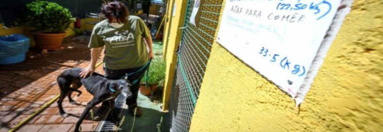 Covid 19 España. Muchos refugios de perros están saturados y en una situación límite