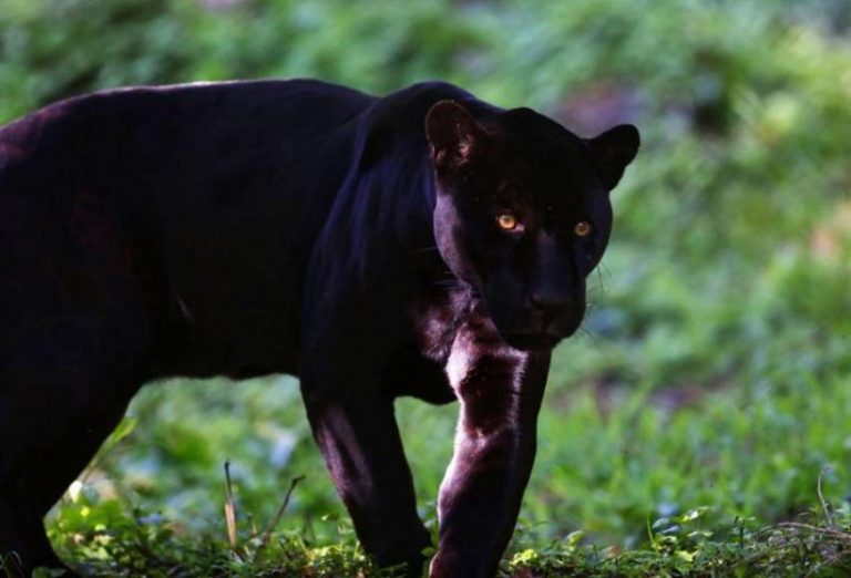 El Ayuntamiento alerta de la presencia de una pantera negra en de Ventas de Huelma (Granada) España