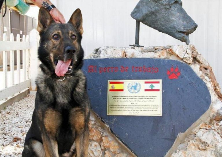 Los perros jubilados de las Fuerzas y Cuerpos de Seguridad del Estado de España buscan un hogar para un merecido retiro