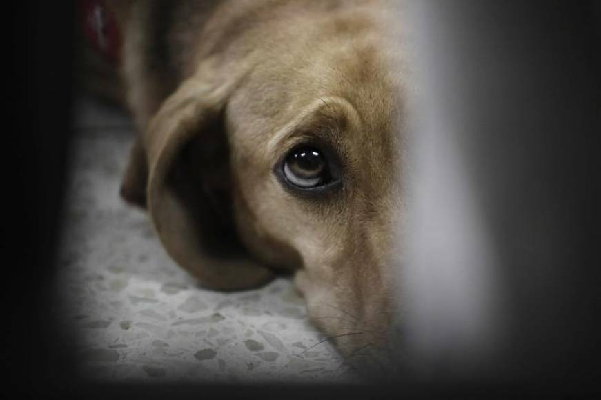 FOTOGRAFÍA. ESPAÑA, 13.11.2020. Vista de un perros visiblemente triste por sufrir algún maltrato por porte de sus dueños. Efe