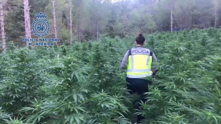 Desarticulan la red criminal que exportaba marihuana desde España a varios países